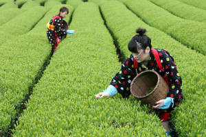 bevanda antiossidante , il tè verde e bianco