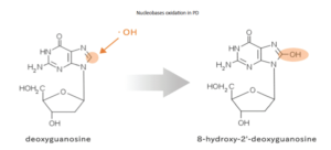 Nucleobases oxidation