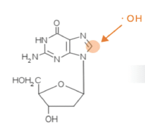 Nucleobases oxidation in PD